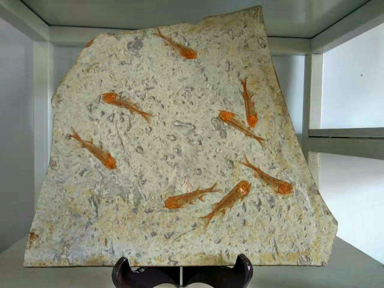 H:\寒冬送暖\范小伟 鱼化石\236736790246489156.jpg H:\寒冬送暖\范小伟 鱼化石\236736790246489156.jpg