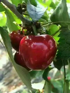 /Upload/Product/2017051200150157208711.jpg?width=272&height=203&bgcolor=fff