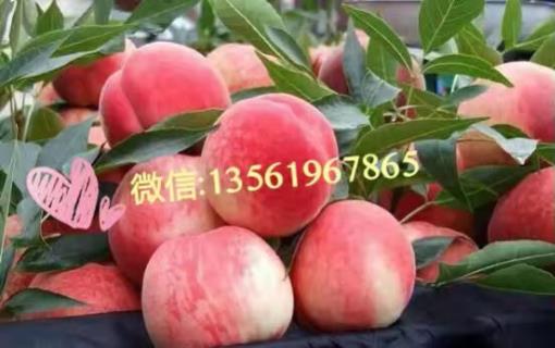 /Upload/Product/20170602525552559623963.jpg