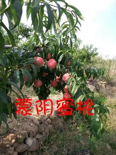 /Upload/Product/20170605172617269623330.jpg