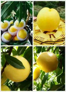 /Upload/Product/20170605321732179623501.jpg?width=272&height=203&bgcolor=fff