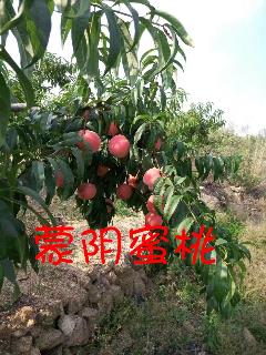 /Upload/Product/20170606184518459623644.jpg?width=272&height=203&bgcolor=fff