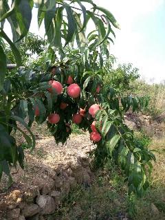 /Upload/Product/20170606553355339623910.jpg?width=272&height=203&bgcolor=fff