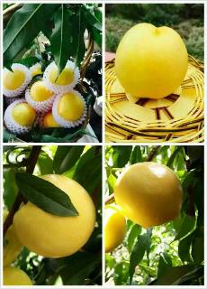 /Upload/Product/2017060924132413962366.jpg?width=272&height=203&bgcolor=fff