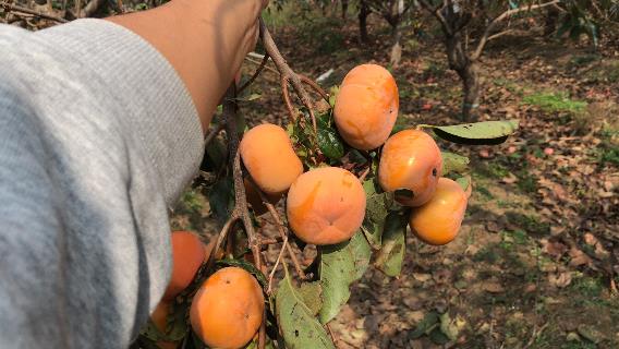 /Upload/Product/201711074223422312405464.jpg?width=272&height=203&bgcolor=fff