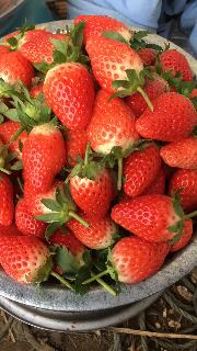 /Upload/Product/20171222233323337680739.jpg?width=272&height=203&bgcolor=fff