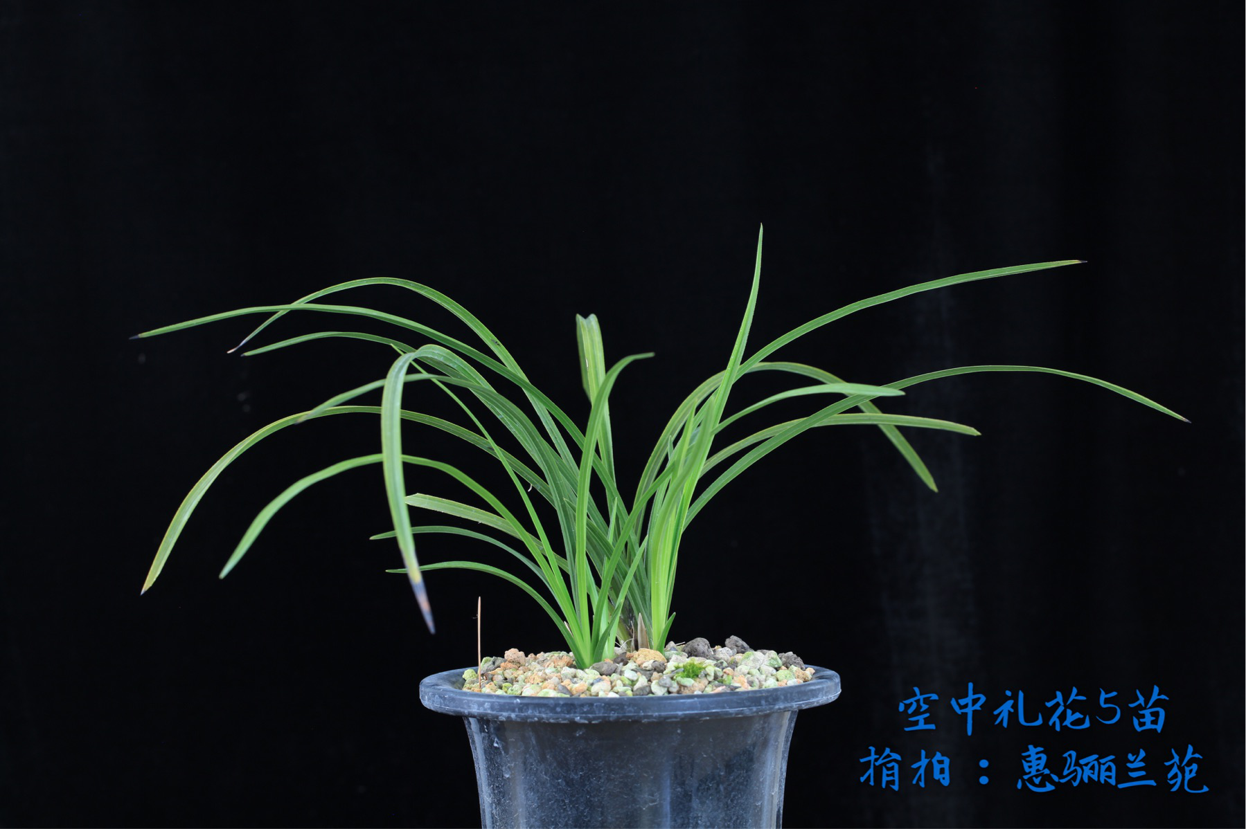 /Upload/Product/2641b986d9824f9c9aea074ec70ea450.png?width=272&height=203&bgcolor=fff