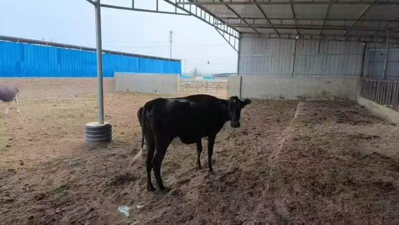 /Upload/Product/2953ec7d2d4040dcba697057d3261631.jpg?width=272&height=203&bgcolor=fff