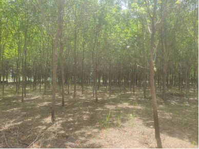 /Upload/Product/3002b61c04614908a6a03591bfd57b24.jpg?width=272&height=203&bgcolor=fff