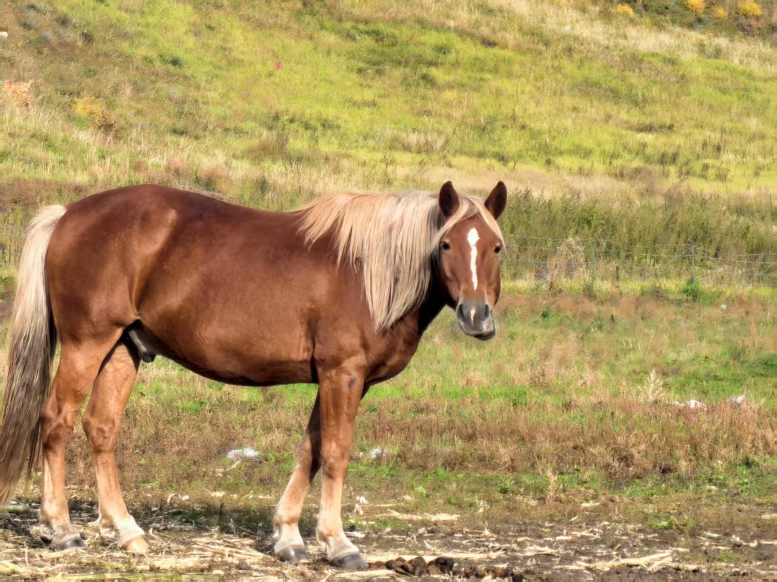 /Upload/Product/313c81fc72874ba4a8031f20e32c3ede.jpg?width=272&height=203&bgcolor=fff