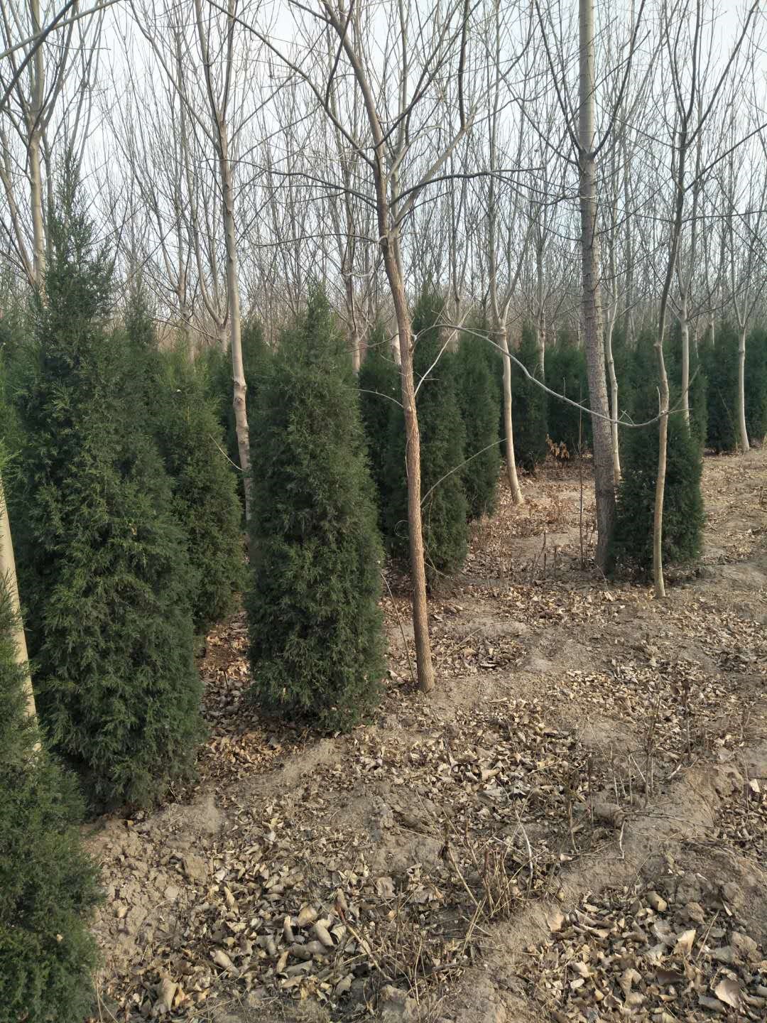 /Upload/Product/49c2c79e1dc24fb8803ece3f81b09888.jpg?width=272&height=203&bgcolor=fff