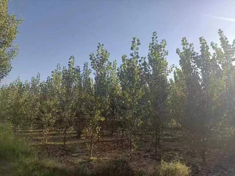 /Upload/Product/537e78f2a4f24c098a82fcc419106475.jpg?width=272&height=203&bgcolor=fff