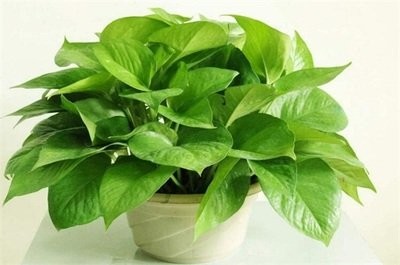 /Upload/Product/734193c79be540cbbd25e97cd8cc5593.jpg