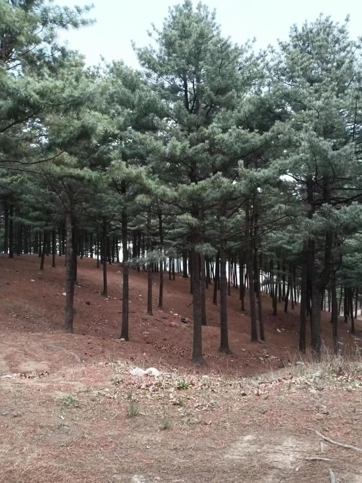 /Upload/Product/7c2accd7cd1f44f3a61fe34e6187ab01.jpg?width=272&height=203&bgcolor=fff