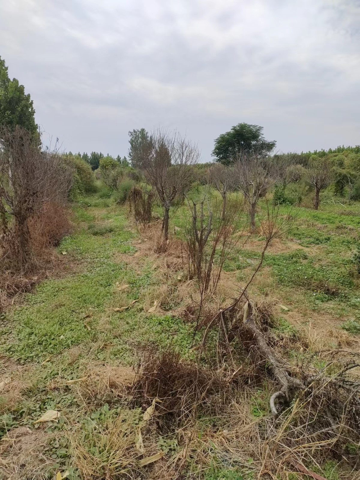 /Upload/Product/857af4dae0d54178a9e39300e154e857.jpg?width=272&height=203&bgcolor=fff