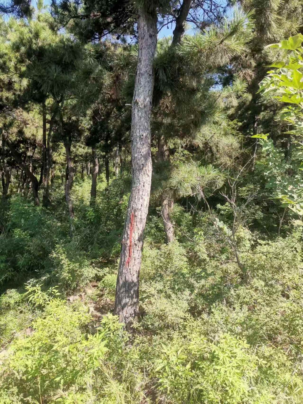 /Upload/Product/9f6591fa7ce14ea39246675b023cfdea.jpg?width=272&height=203&bgcolor=fff