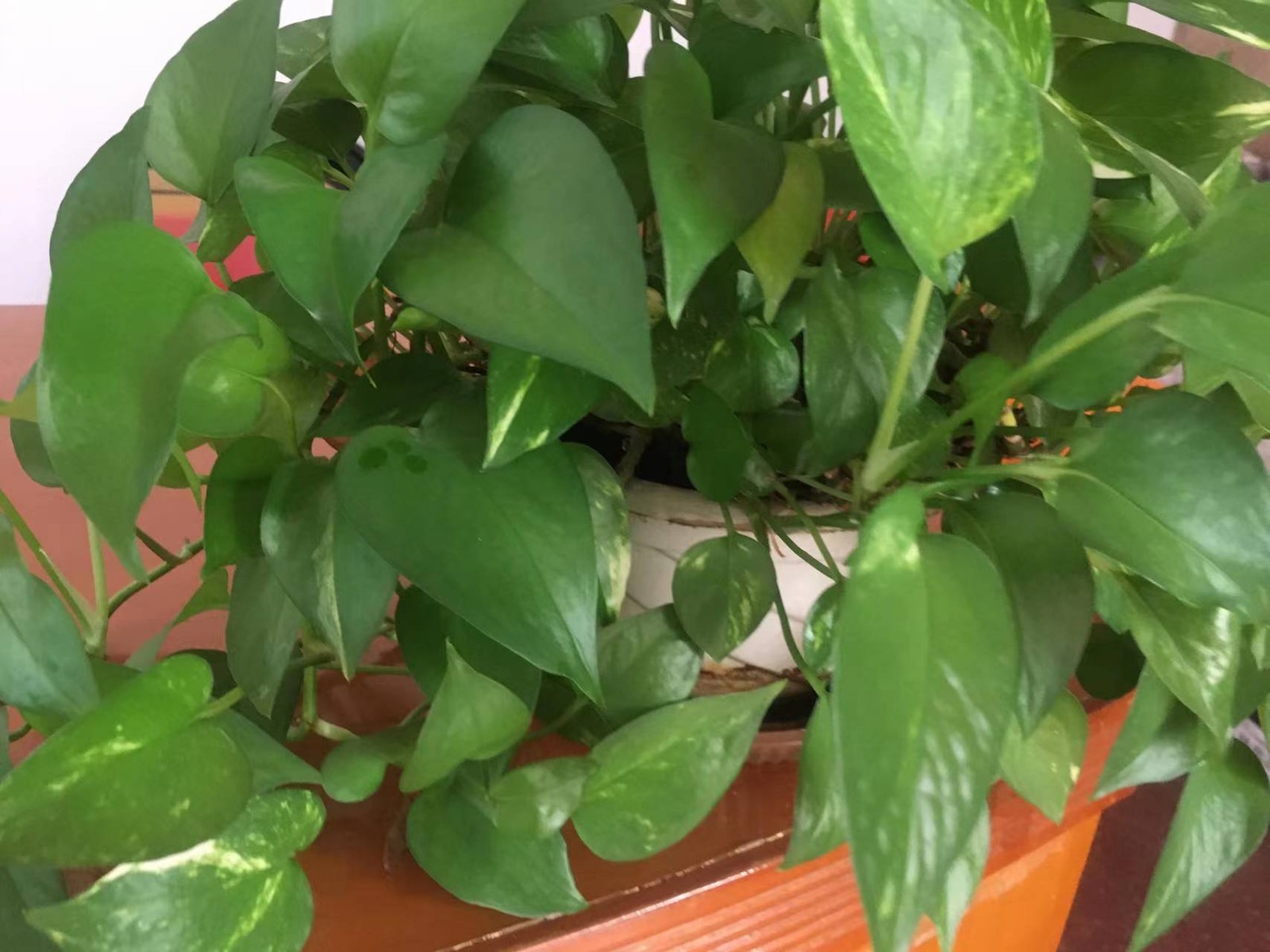 /Upload/Product/a006b07e106e4973887ebba588061fa9.jpg?width=272&height=203&bgcolor=fff