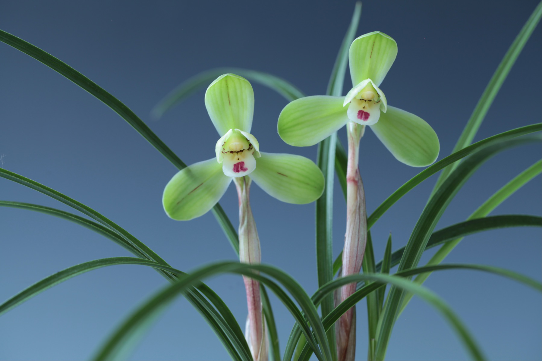 /Upload/Product/c40a15d0249849d8a3fab339113dc477.png?width=272&height=203&bgcolor=fff