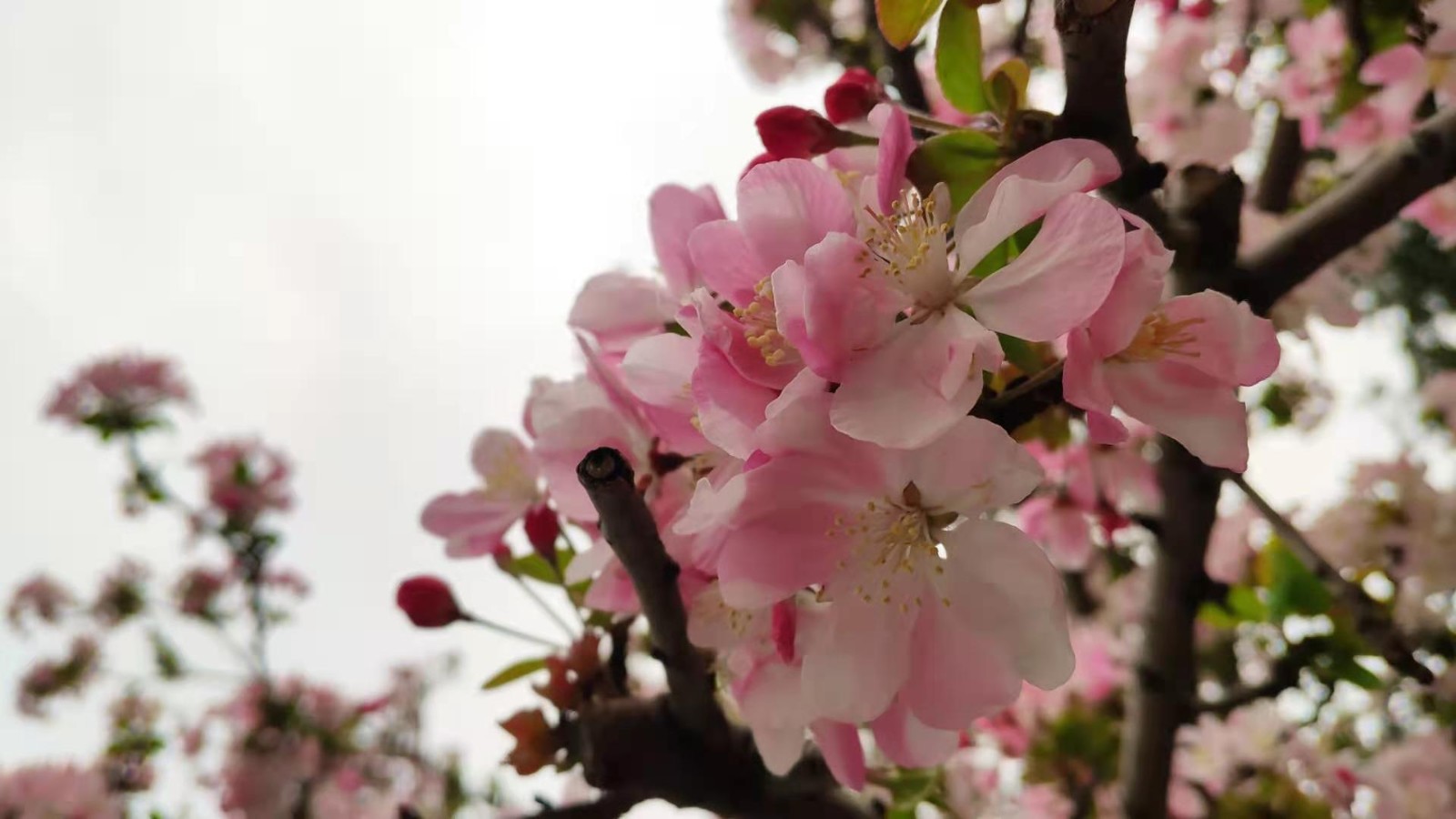 /Upload/Product/e4e11ad8fb2740828ffcd59f24ecd486.jpg?width=200&height=148&bgcolor=fff